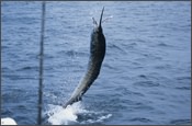 Louisiana Fishing Guides and Fishing Charters