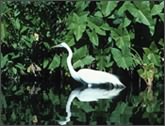 Birds on Louisiana Swamp Tours