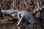 Louisiana'a Atchafalaya Swamp