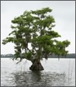 A Louisiana Family Tree