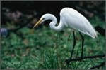 Louisiana Egret 