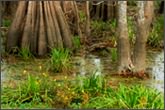 81 per cent of Louisiana coastal wetlands privately owned