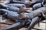 Louisiana alligator farms help alligator population