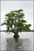 Louisiana's Lake Verret